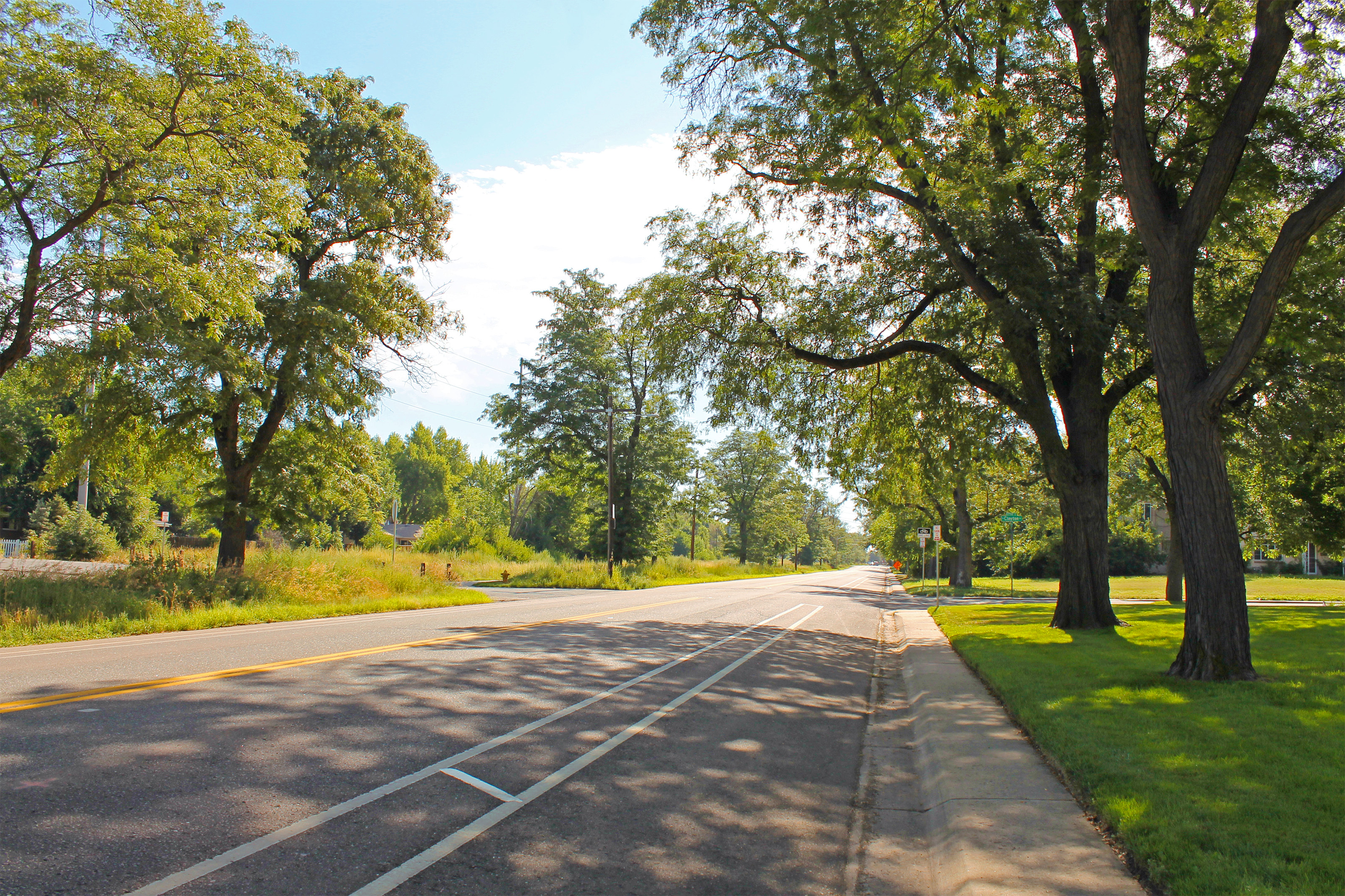 tree lined road